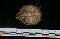 藏品(史汀森鬃毛石鱉)的圖片